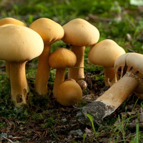 Champignons : Phaeolepiota aurea