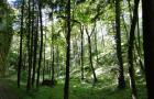 Bois des Vouillants